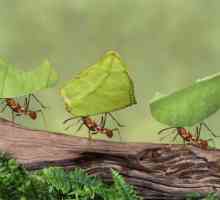 10 Zanimljivih činjenica o mravima. Najzanimljivije činjenice o mravima za djecu