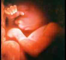 19 Tjedna trudnoće: lokacije i veličine fetusa