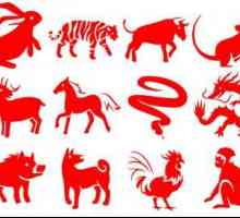 1971 - Godina životinja na istočnoj kalendaru? Karakteristike 1971 znakova