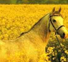 1978 - Godina konja? Kao i 2038-og - godine zemlje (žuta) konja