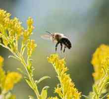 7 Vrsta pčela, koji su pod prijetnjom izumiranja