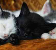 I to je ono što snove? Kitten i mačka - to znači?