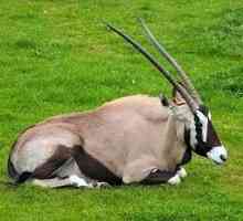 Afričke antilope - divan ljubimac najtoplijeg kontinenta