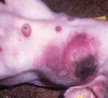 Afričke svinjske kuge: opasnost za ljude. Opis bolesti, simptomi i liječenje