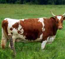 Ayrshire rasa krave - remek muznih krava