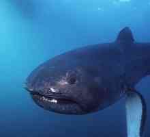 Megamouth shark plave: slike, opis