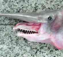 Goblin Shark - neuhvatljivi čudovište