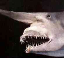 Goblin Shark - pogled na čudovište, milenijuma sugestivan strah u mornare
