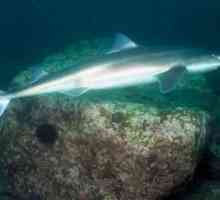 Shark bodljikavog Dogfish: Sigurno stanara u Crnom moru