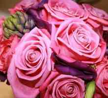 Aqua Rose - glavni ukras vašeg vrta