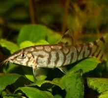 Akvarij riba botsiya mramor: zaštita, ishrana, održavanje, komšije