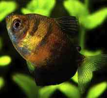 Crna tetra akvarijum ribe: Princeza podvodnog kraljevstva