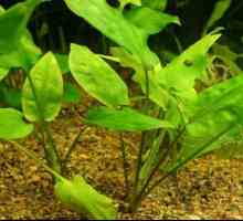 Akvarij biljke Cryptocoryne pontederievolistnaya: opis, držanje, uzgoj i recenzije