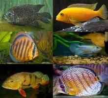 Akvarij riba Cichlids: sadržaj, fotografije