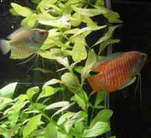 Patuljak gourami akvarij ribe: sadržaj, održavanje, kompatibilnost