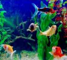 Akvarij riba: kompatibilnost vrsta