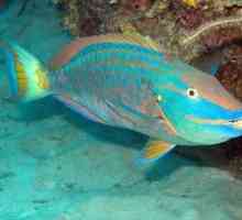 Aquarium Parrotfish