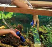 Akvarije: kako promijeniti vodu u akvarij? Kako braniti vode za akvarijum
