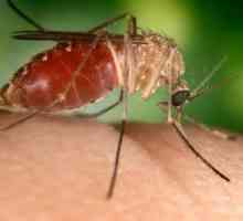 Alergičan na komarce grize dijete. Prva pomoć i zaštita