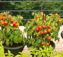 Ampelnye paradajz - balkon ukras