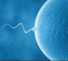 Analiza sperme: kad je prikazan?
