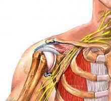 Anatomije ramenog zgloba. Strukturu i funkciju zgloba ramena