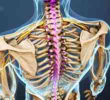 Anatomija vratnih pršljenova, struktura i funkcija