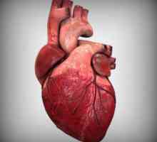 Aortnog zaliska: strukturu, mehanizam rada. Stenoza i insuficijencija aortne valvule