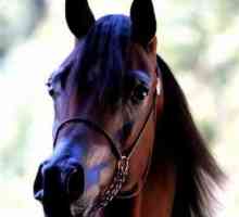 Arabian Horse - čudo prirode