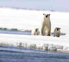 Arctic životinje. North Pole: faune, posebno opstanak u oštre klime