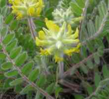 Astragalus sherstistotsvetkovy: terapeutska svojstva i rastu na vrt lokaciji