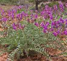 Astragalus - biljka besmrtnosti