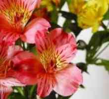 Astrameriya - cvijeće za kuću i vrt