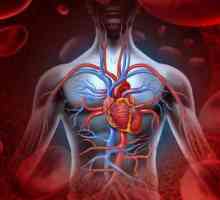 Automatizam ljudskog srca: definicija, opis, jedinice i gradijent