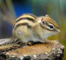 Sibirski Chipmunk (fotografija). Veverice kod kuće