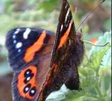 Admiral leptir - beautiful stvaranje prirode