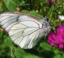 Butterfly Aporia Crataegi: nevin, ali vrlo štetne ...
