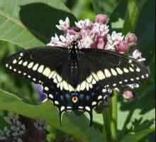 Swallowtail leptir