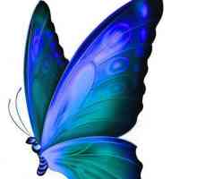 Butterfly jedrilica, opis, karakterističnih vrsta