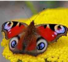 Butterfly paun - lepršaju ljepotu