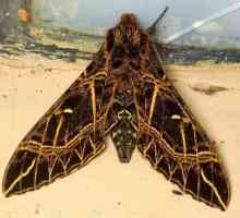 Leptiri slavljenika - umiruće čudo među insektima