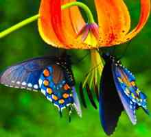 Butterfly World. Imena leptira i njihov opis