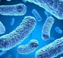 Bakposev mikroflore i osjetljivost na antibiotike: bazu za potrebe analize, dešifrovanja