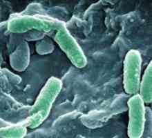 Bakterije u urinu djeteta: simptomi, uzroci, prevencija