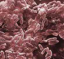 Bakteriofaga - to ... Par činjenica o virusologiju