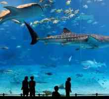 Barcelona Aquarium - putovanje u podvodni svijet