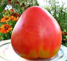 Pops (paradajz): opis, uzgoj i sadnju sadnica