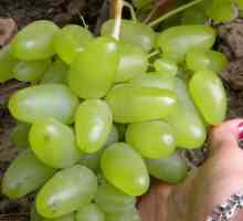 Bazhen - grožđe sa zadivljujućim kvalitetama