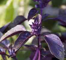 Purple bosiljak. Korisni svojstva i kontraindikacije kraljevska biljka