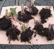 Begonia tuber: prezimljavanje i ispravan trening je